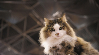 Meet Cats With Attitude At Meet The Breeds